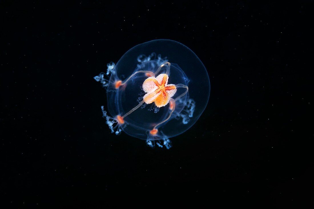 Bougainvillia superciliaris jellyfish