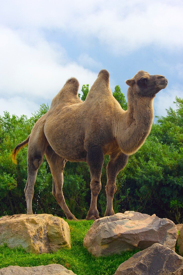 Bactrian camel.