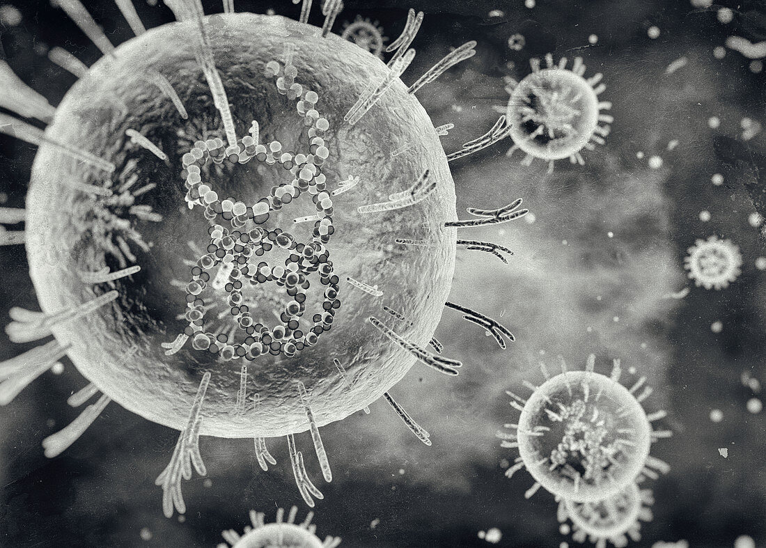Lassa virus,cut-away illustration
