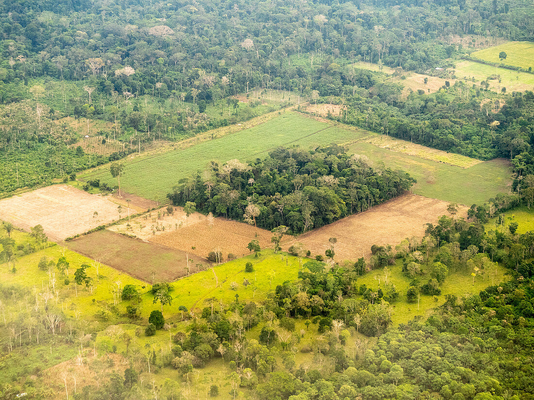 Fragment of Amazonian rainforest