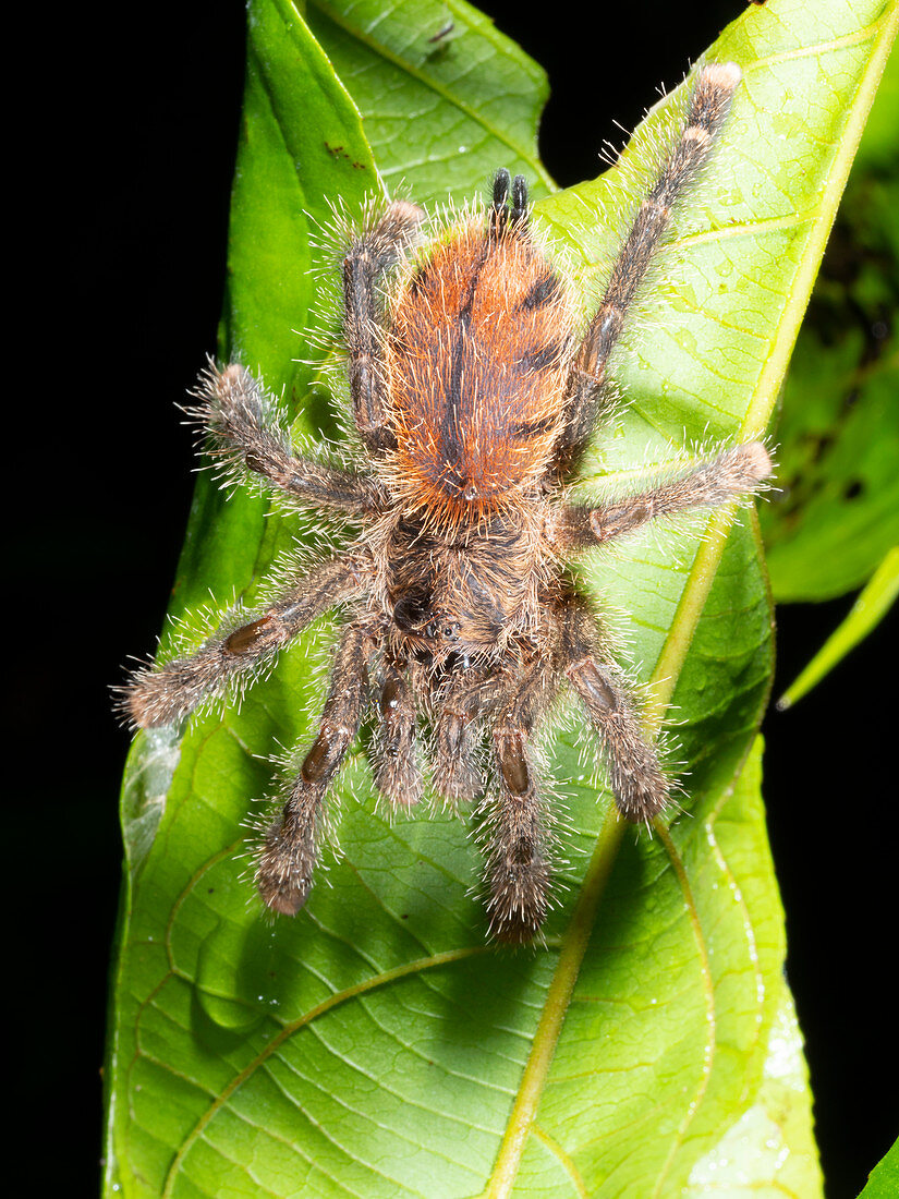 Juvenile pink toed tarantula