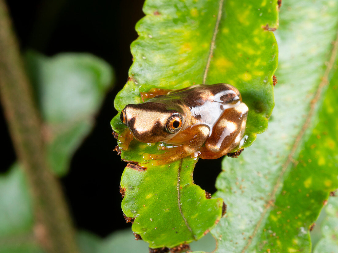 Newly metamorphosed sarayacu treefrog