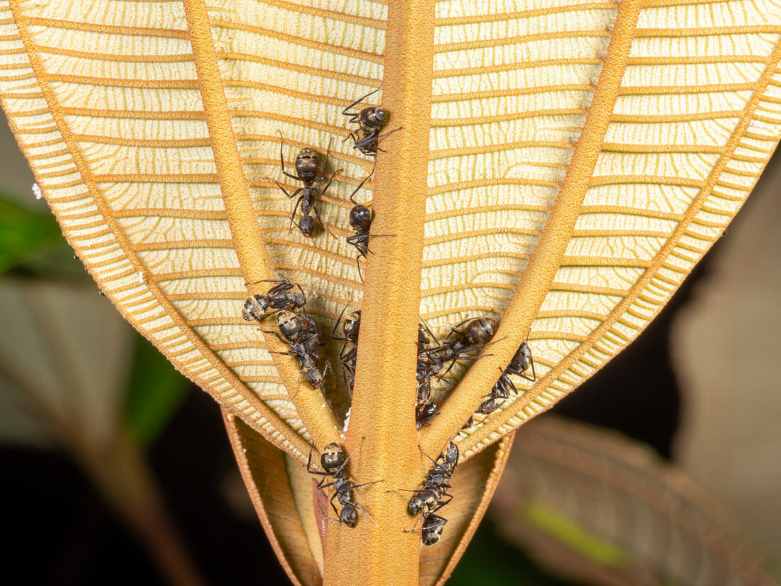 Ants on a textured leaf in the Amazon