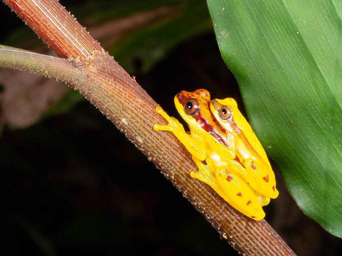Red-skirted Treefrogs in amplexus