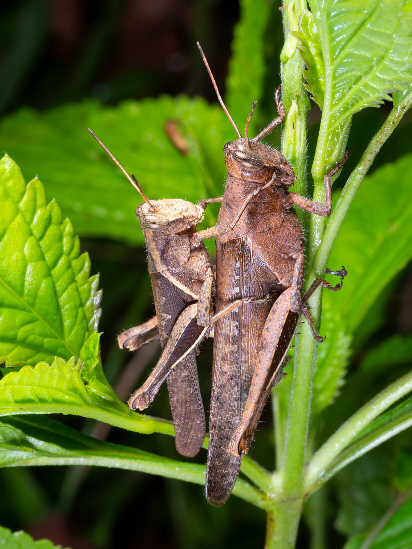 Grasshoppers mating in the rainforest