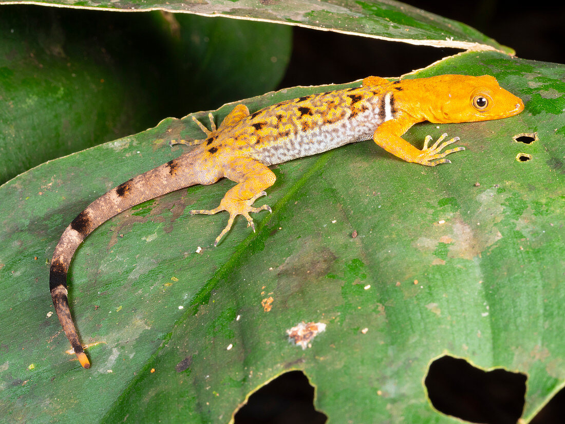Collared Forest Gecko, Ecuador