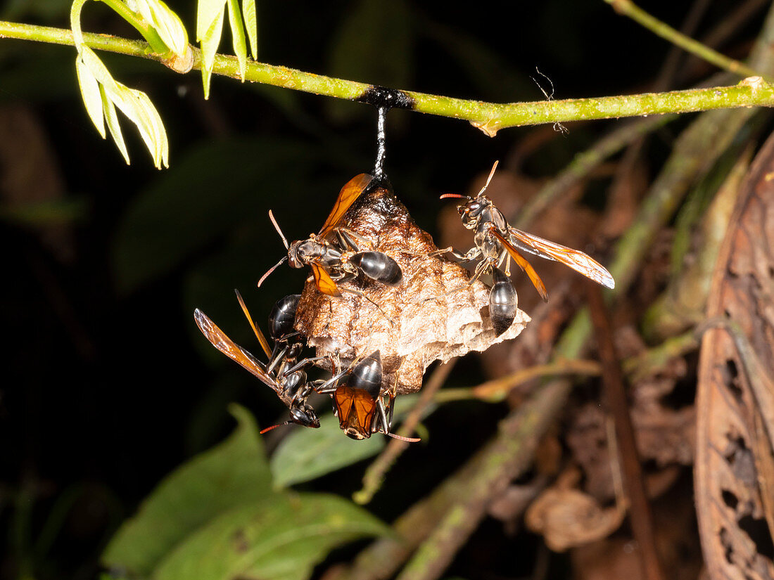 Small wasp nest in the rainforest