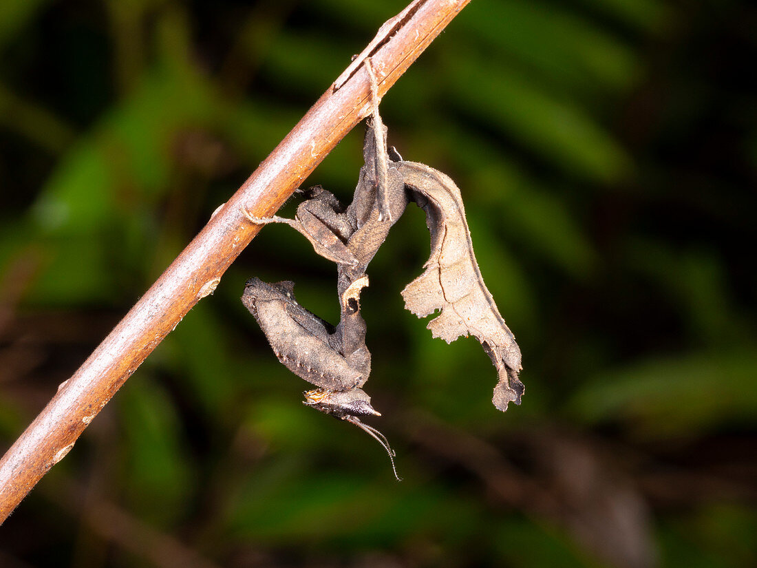 South American Dead Leaf Mantis
