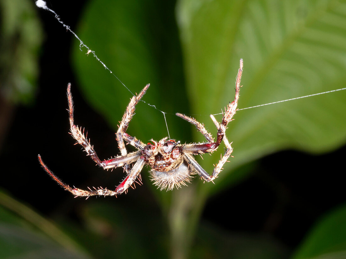 Amazonian orb-web spider making web