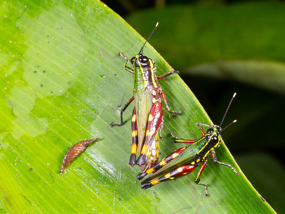 Amazonian grasshoppers mating