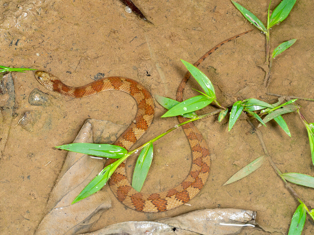 Brown-banded Water Snake