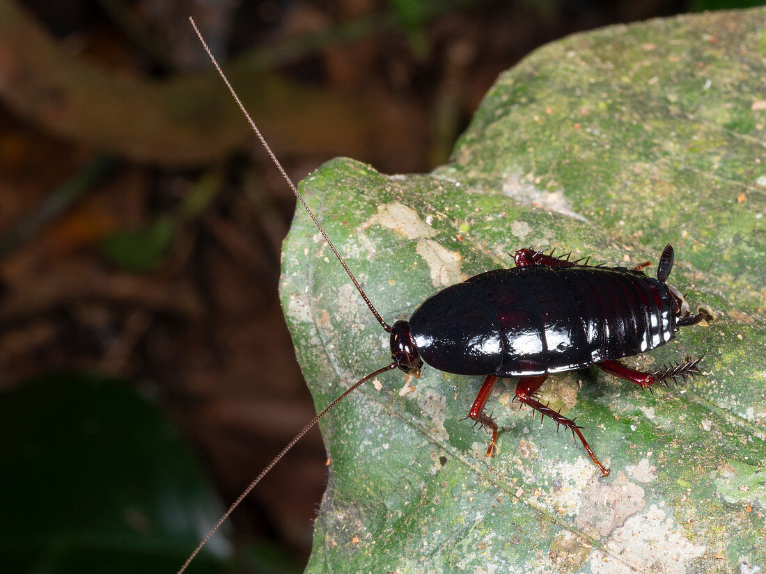 Black cockroach in the rainforest