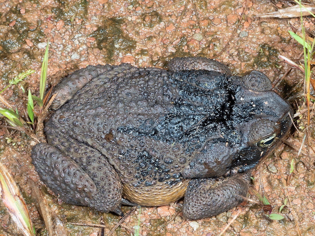 Cane Toad covered in crude oil