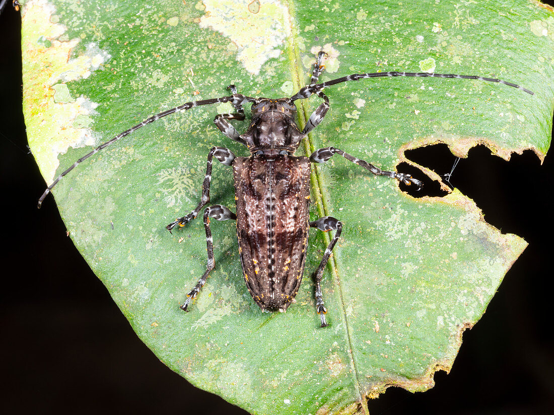 Amazonian Long-horn Beetle