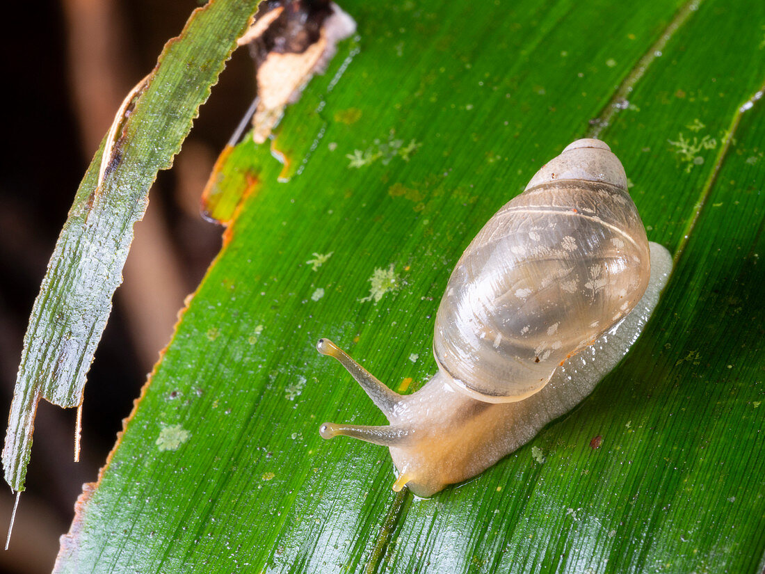 Small snail active in the rainforest