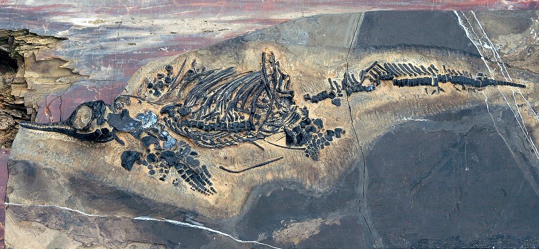 Ichthyosaurus fossil