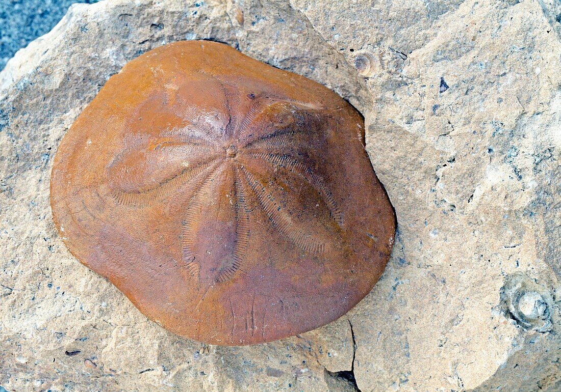 Clypeaster fossil sea urchin
