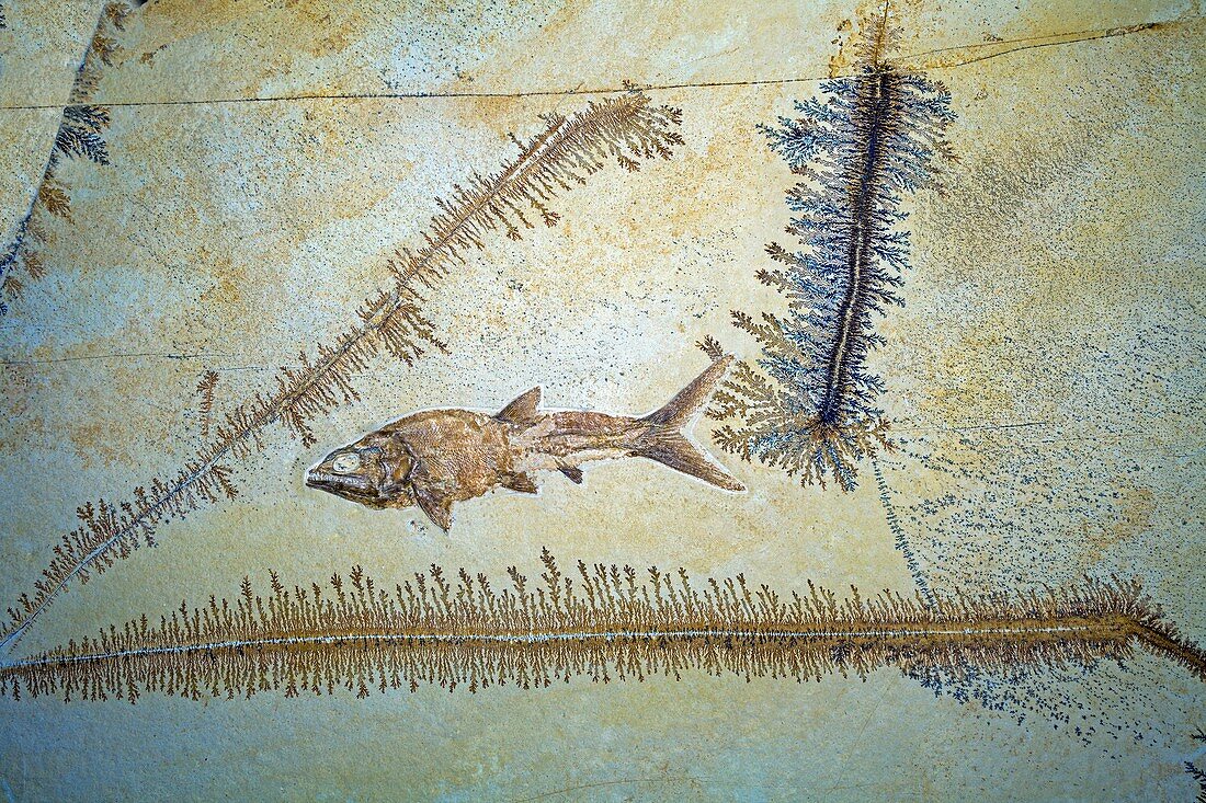 Caturus furcatus fossil fish