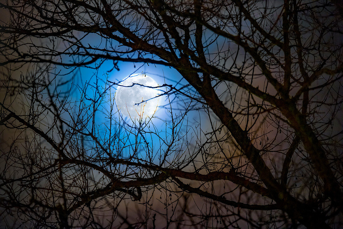 Full Moon through tree branches