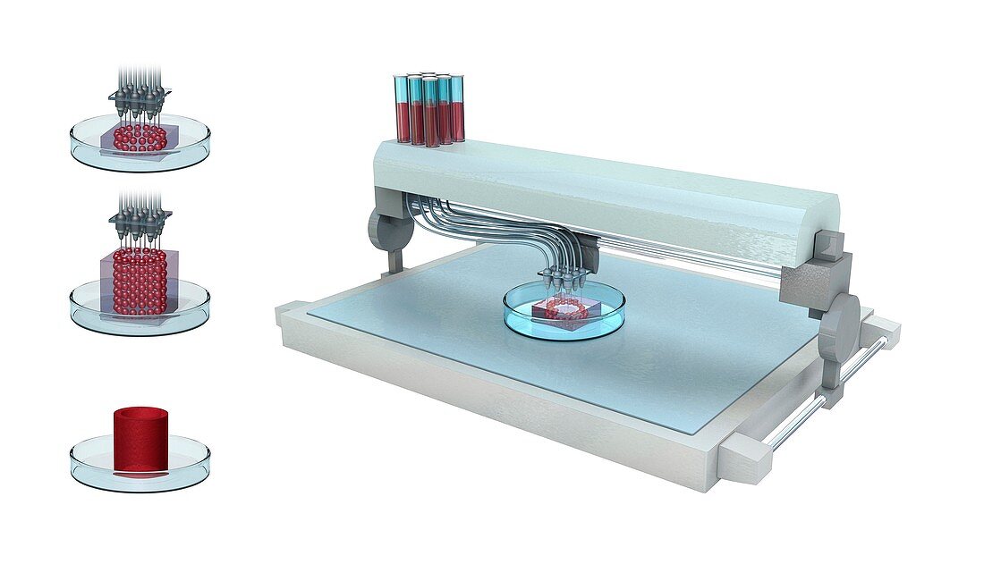 3D-bioprinting, illustration