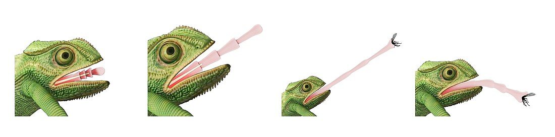 Chameleon tongue capturing prey, illustration