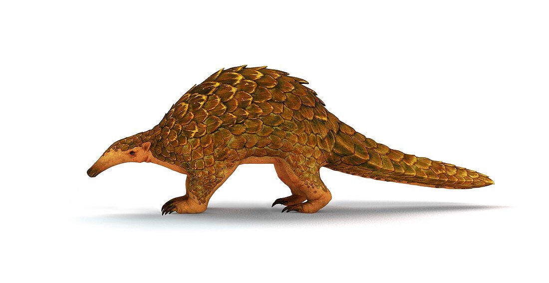 Giant pangolin, illustration