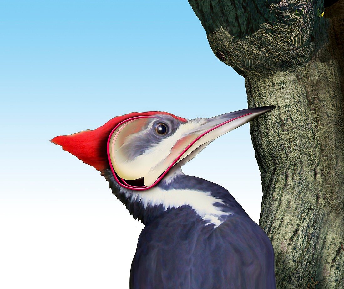 Pileated woodpecker, illustration
