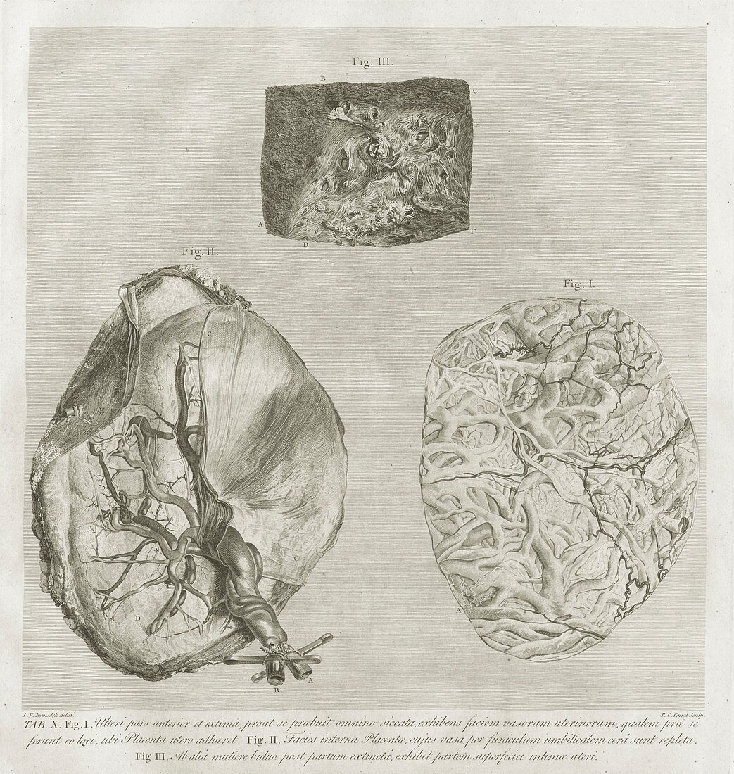 William Hunter on the anatomy of human pregnancy, 1774