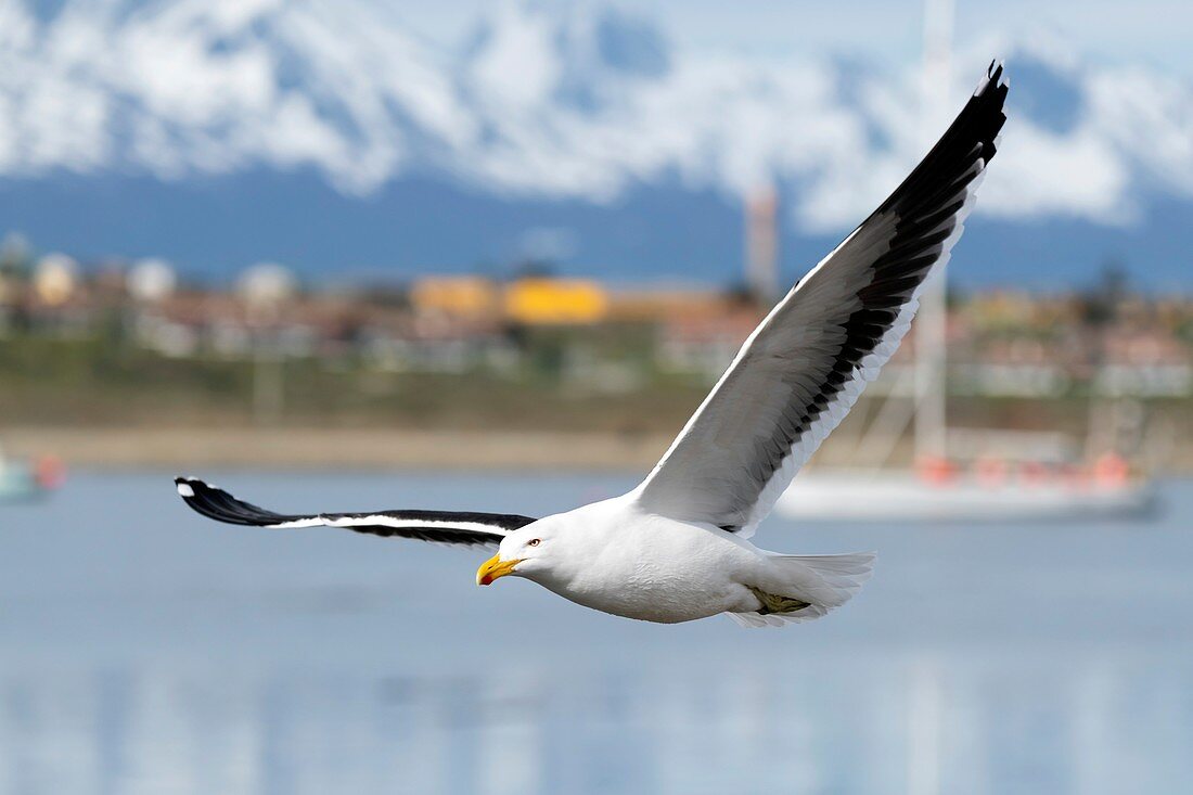 Kelp gull, Tierra del Fuego