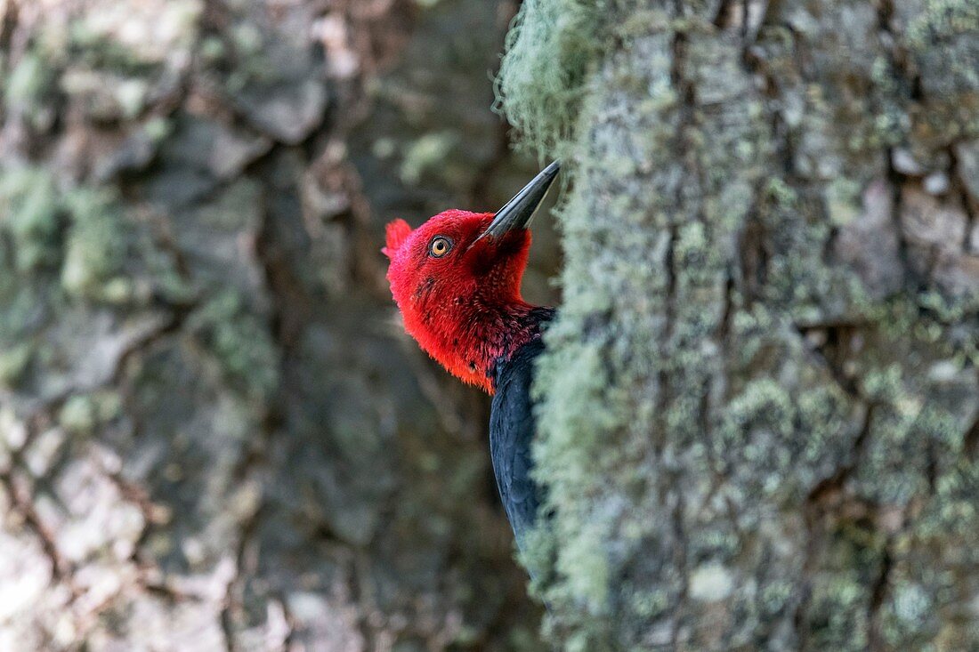 Magellanic woodpecker, Tierra del Fuego