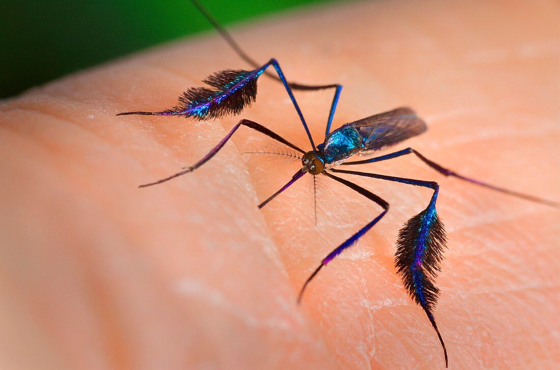 Mosquito Sabethes cyaneus