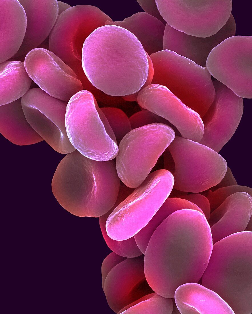 Human red blood cells, SEM