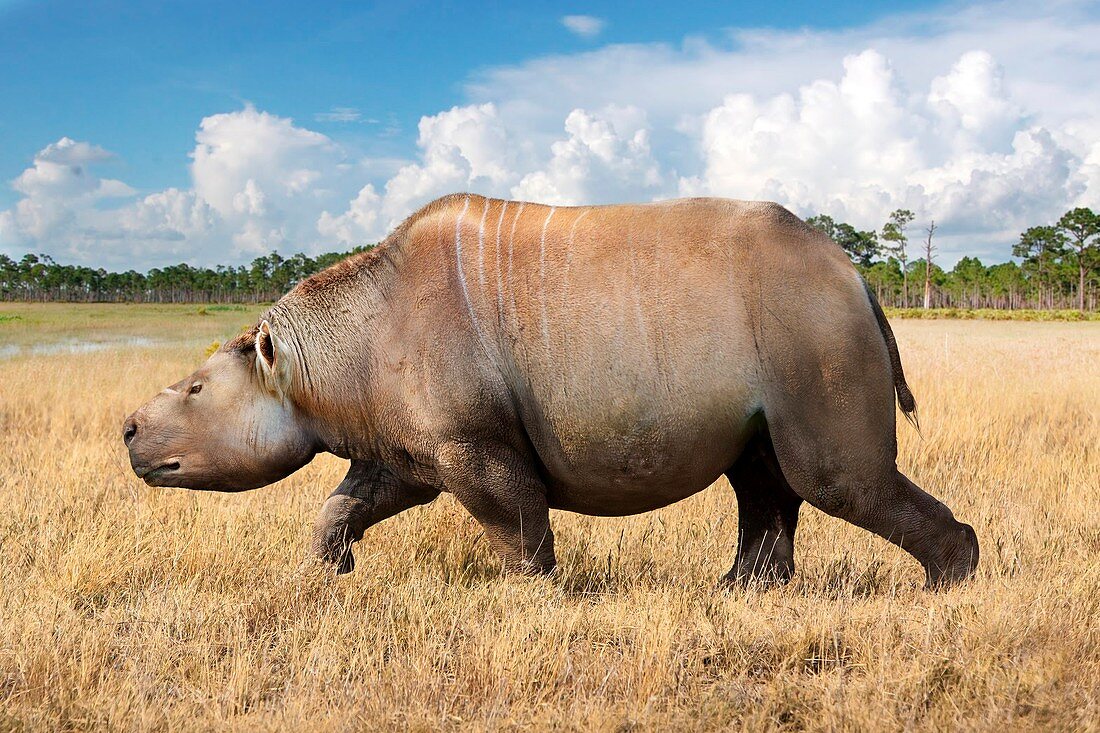 Mixotoxodon rhino-like mammal, illustration