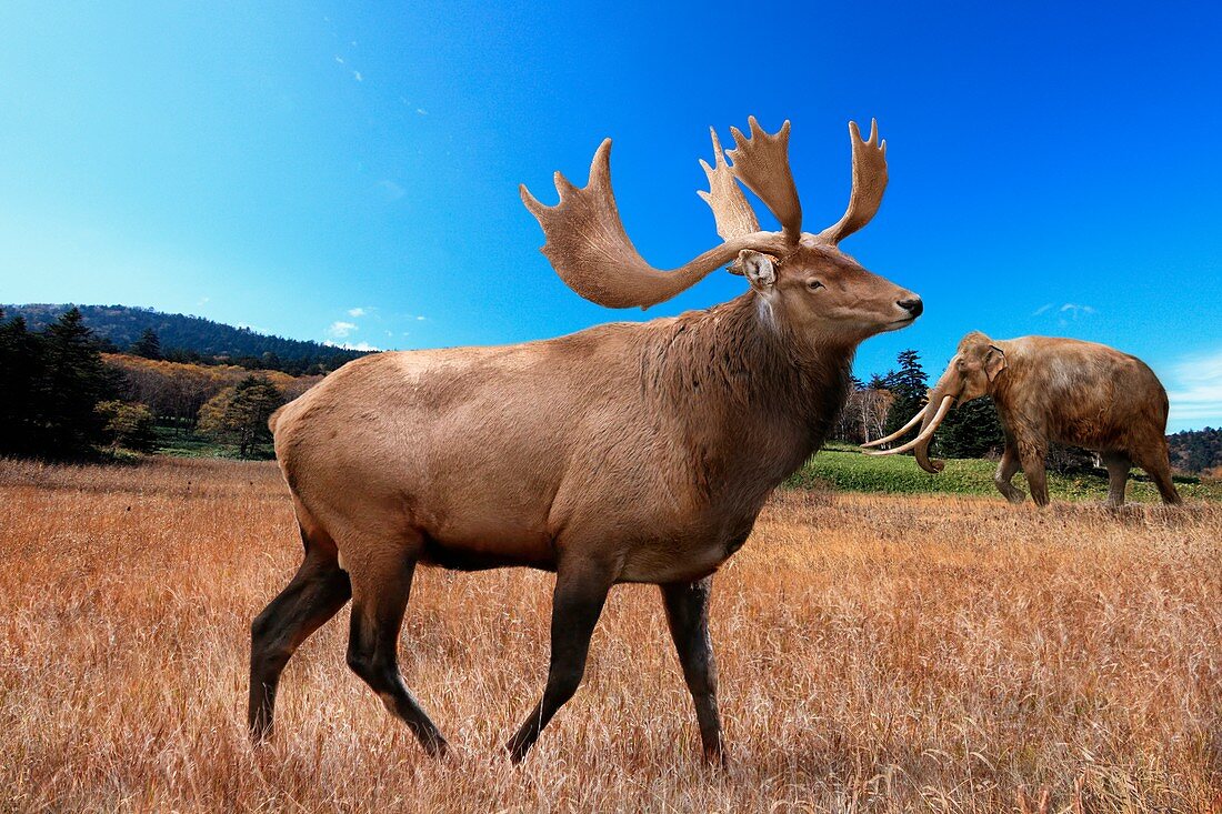 Giant Japanese elk, illustration