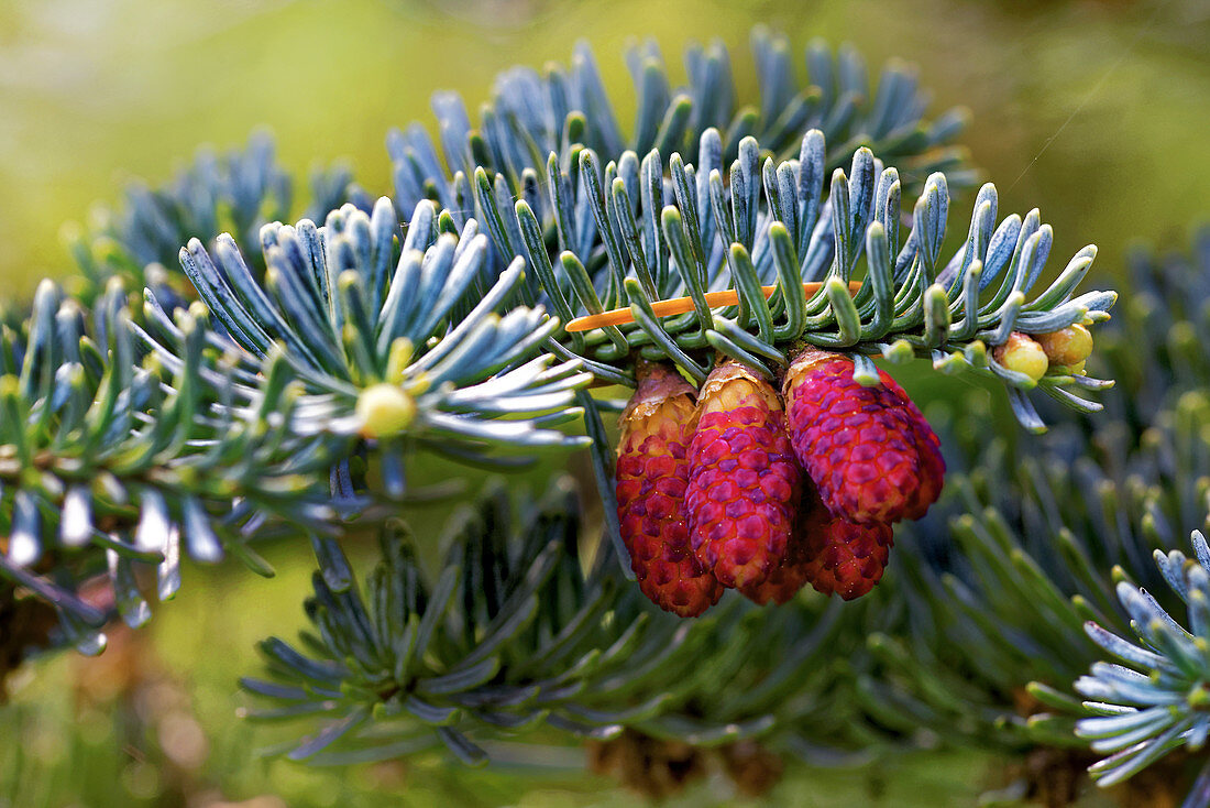 Caucasian fir (Abies nordmanniana) cones
