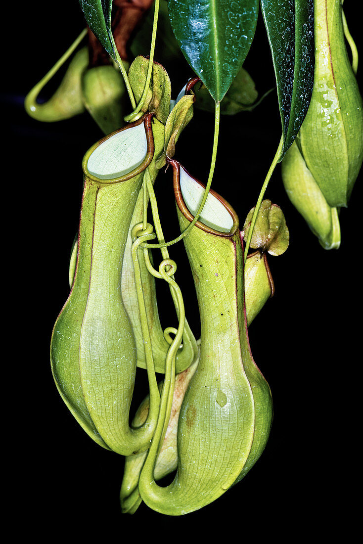 Tropical pitcher plant (Nepenthes sp.)