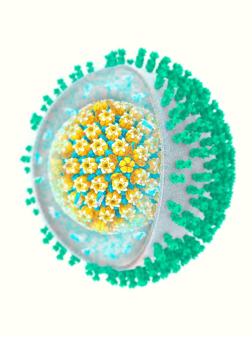 Herpes simplex virus, molecular model