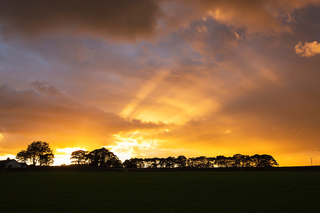 Scots pine copse at sunset, Cumbria, UK