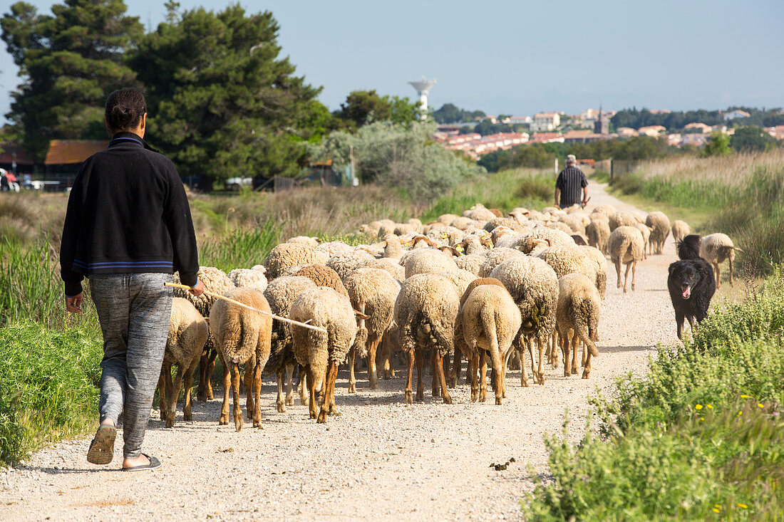 Shepherd driving sheep on saltmarsh, France