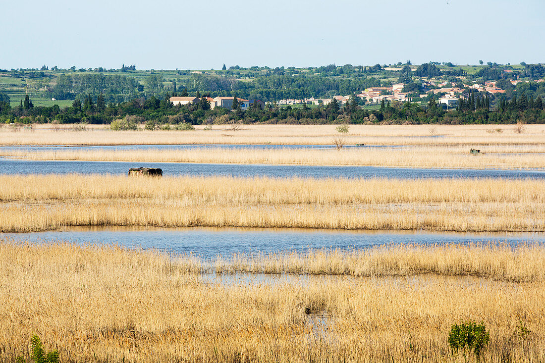 Capestang marsh, Languedoc, France