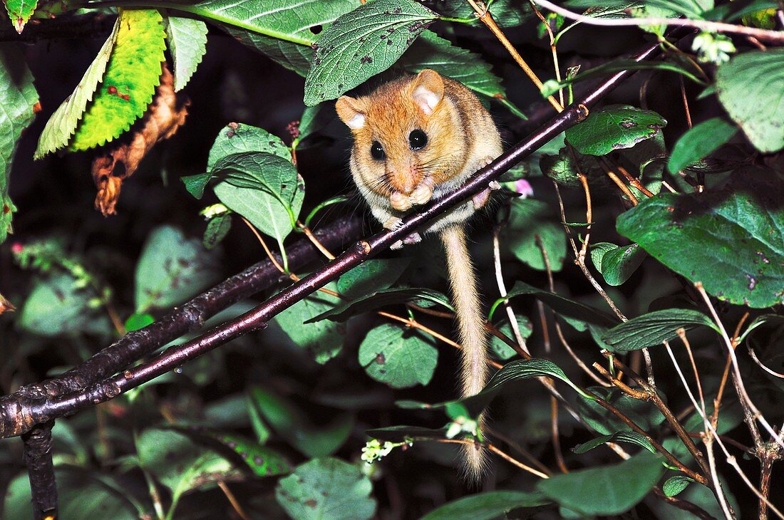 Adult female dormouse in a cherry tree