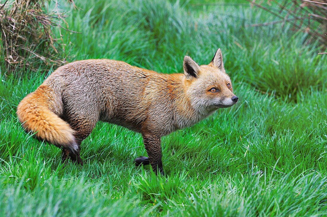 Red fox in grassland