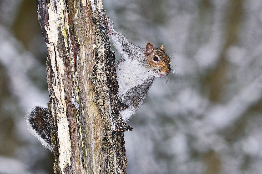 Adult grey squirrel