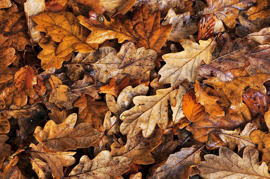 Oak leaf litter (Quercus robur)