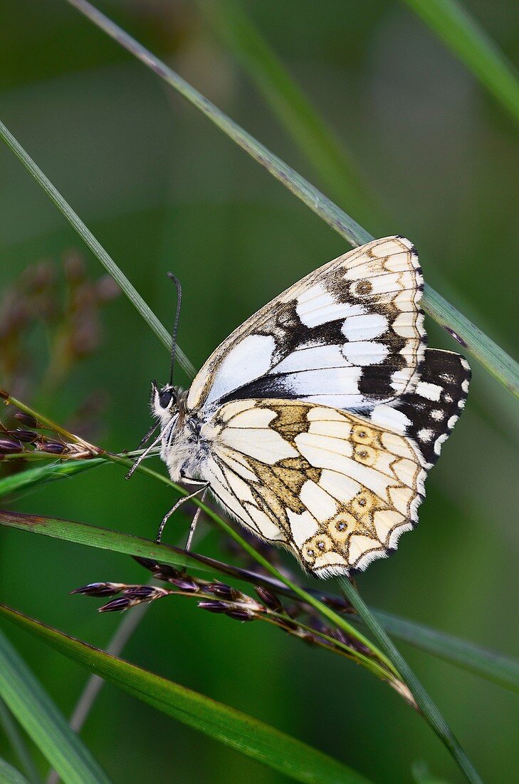 Marbled white butterfly at rest