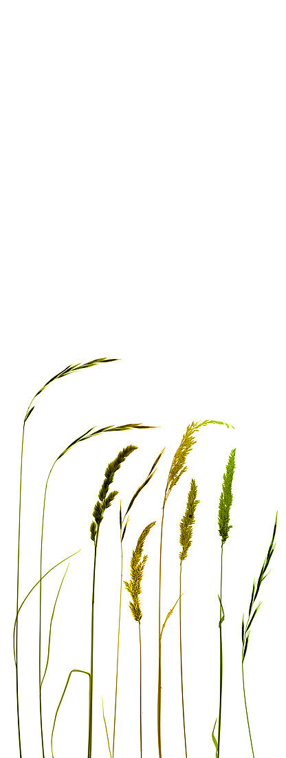 Grasses, X-ray