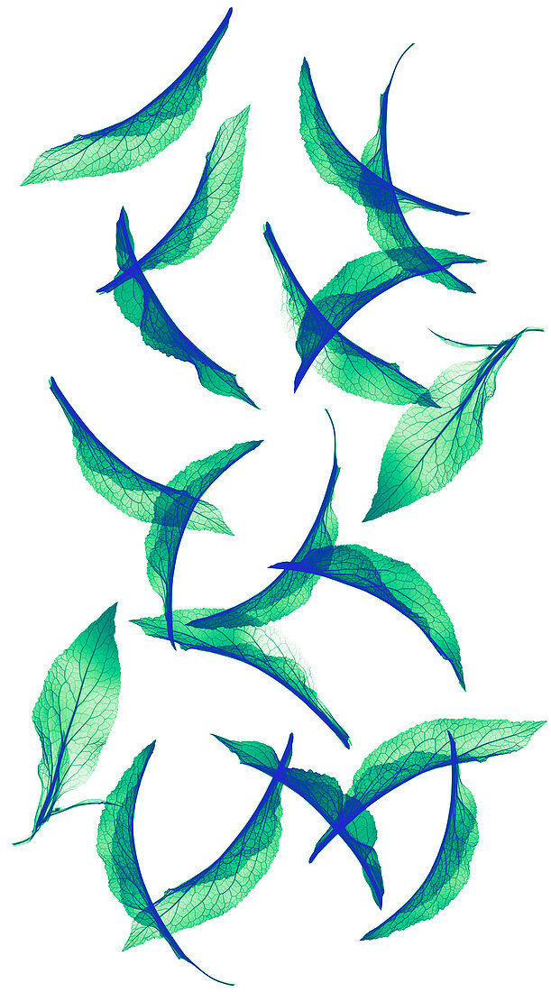 Foxglove (Digitalis sp.) leaves, X-ray