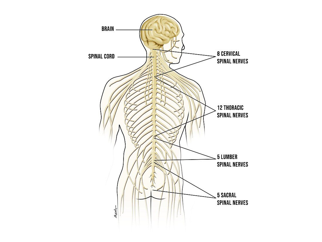 Spinal nerve anatomy, illustration