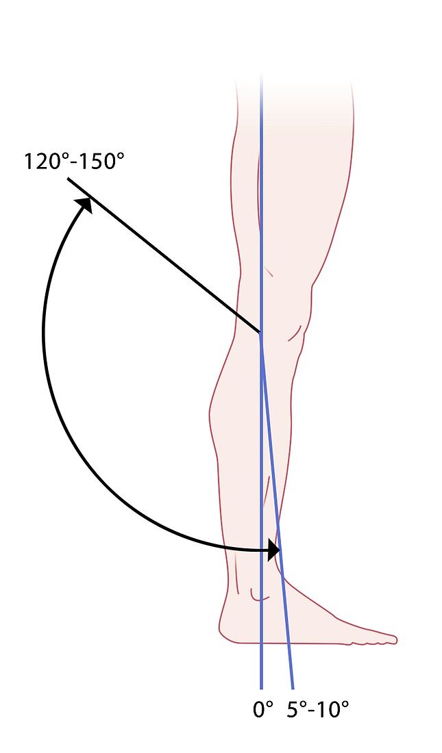 Knee movement range, illustration