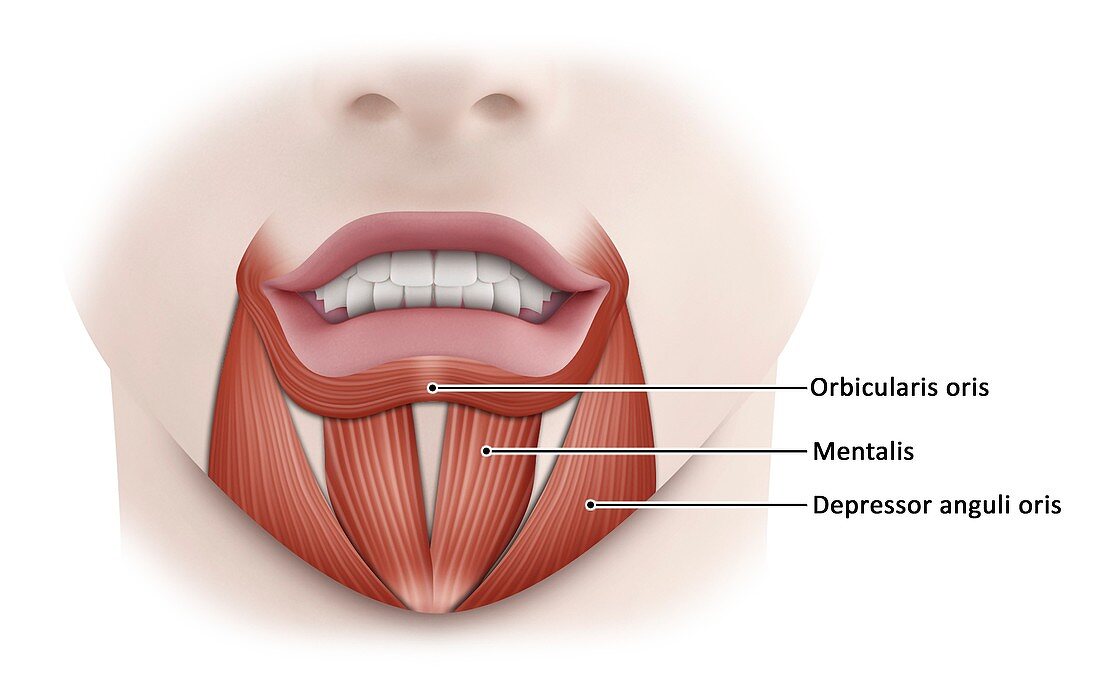 Mouth muscles, illustration